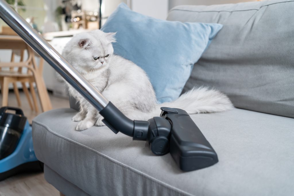Remove Pet Hair From Furniture and Floors